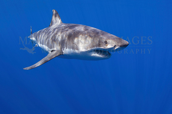 A white shark at Isla Guadalupe, Mexico
