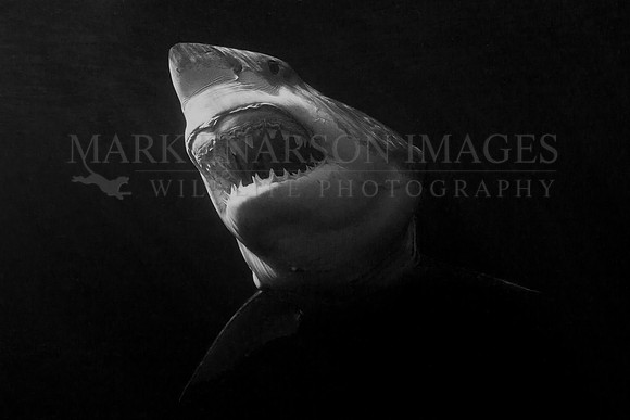 A white shark off Stewart Island, New Zealand in black and white