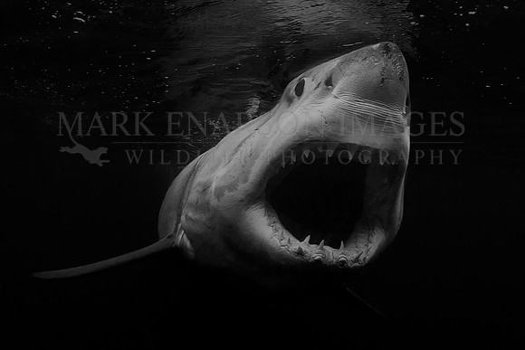 A gaping white shark at Stewart Island, New Zealand, in black and white