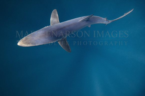The fluid beauty of a blue shark, off Cape Point, South Africa