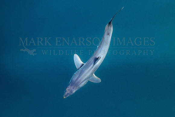 A mako shark in the pelagic water beyond Cape Point, South Africa