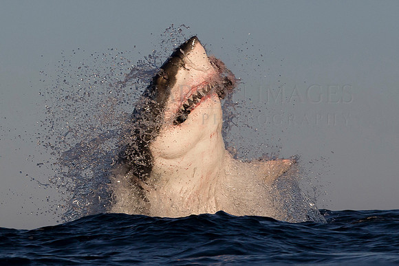 A breaching white shark at Seal Island, in False Bay, South Africa