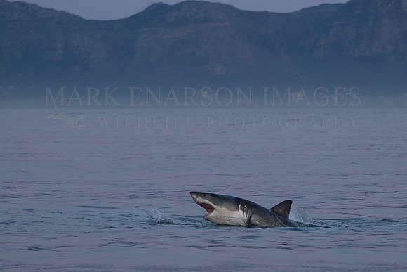 A white shark pursues a Cape fur seal before sunrise at Seal Island, in False Bay, South Africa