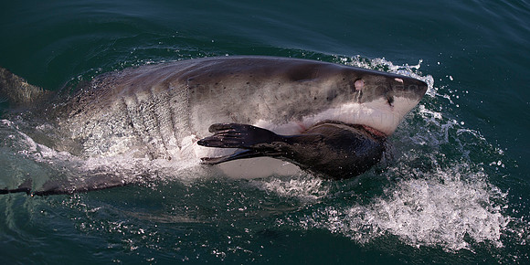 A white shark captures a sea lion off Seal Island, in False Bay, South Africa