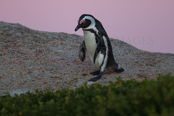 An African penguin at Boulder's Beach at sunset