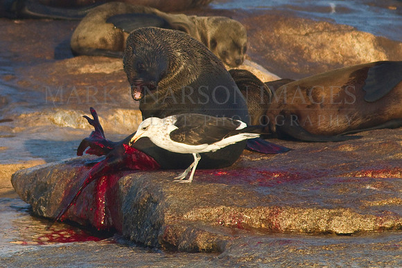 A black backed kelp gull tries to steal a piece of a Cape fur seal, wounded by a white shark attack at Seal Island, South Africa