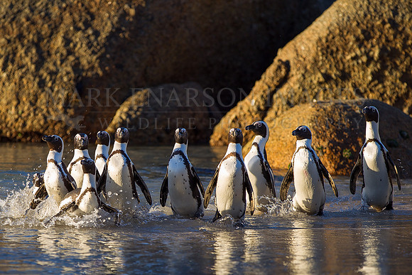 A group of African penguins returns to the beach after a day of feeding at sea