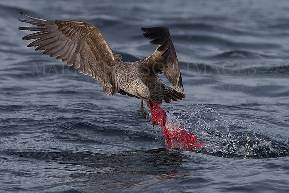 A black backed kelp gull struggles to lift the waterlogged lungs of a Cape fur seal killed by a white shark off Seal Island, in False Bay, South Africa
