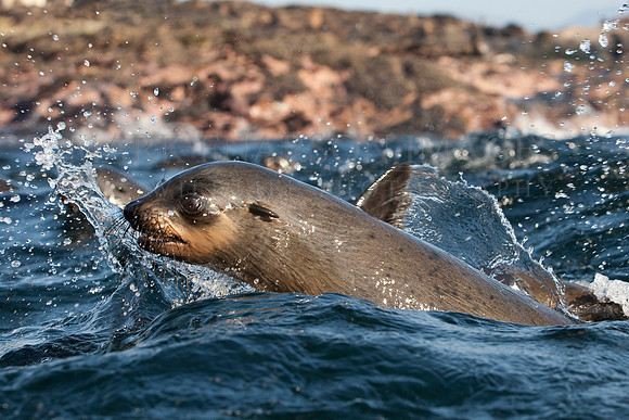 A young Cape fur seal swims in the shallows around Seal Island, in False Bay, South Africa