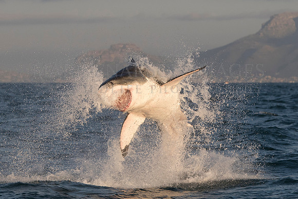 A white shark explodes from the sea near Seal Island in a missed strike on a returning Cape fur seal