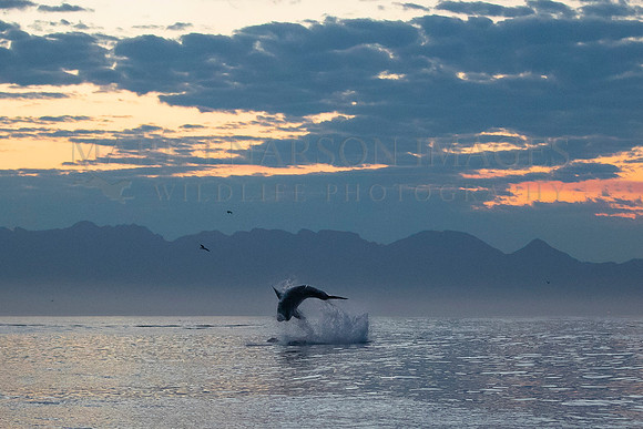 A white shark breaches in a failed attack on a returning Cape fur seal at Seal Island, in False Bay, South Africa