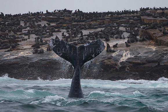 A young humpback whale in the shallows at Seal Island, bearing scars from attacks by orca and cookiecutter sharks