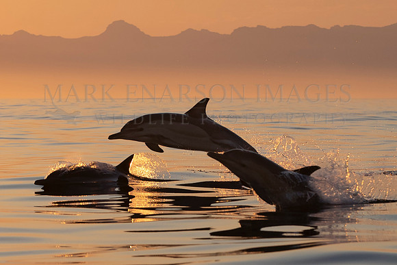 Common dolphins at sunset in False Bay, South Africa