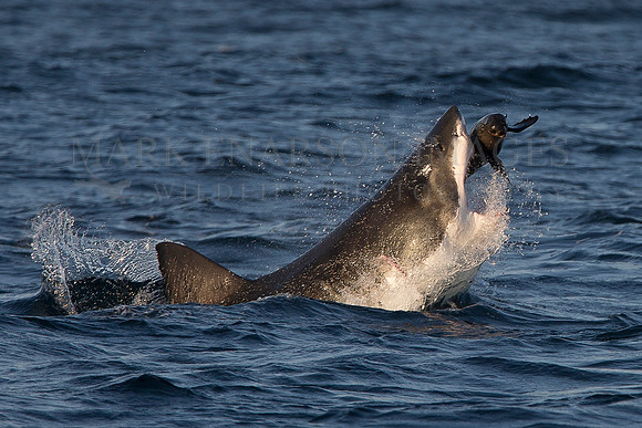 A white shark lunges at a Cape fur seal off Seal Island, South Africa