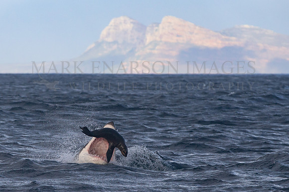 A Cape fur seal narrowly escapes attack by a white shark off Seal Island, South Africa