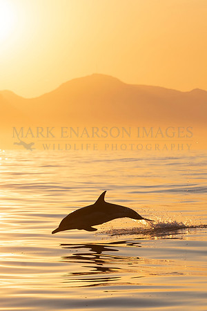 A common dolphin in the sunset at False Bay, South Africa