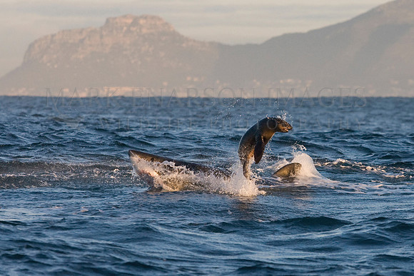 A Cape fur seal jumps clear of a white shark off Seal Island, in False Bay, South Africa