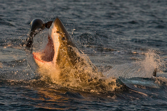 A white shark attacks a Cape fur seal at Seal Island, South Africa