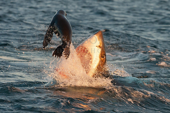 A white shark attacks a Cape fur seal at Seal Island, South Africa