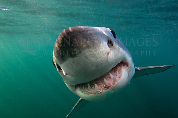 A white shark at Seal Island, South Africa