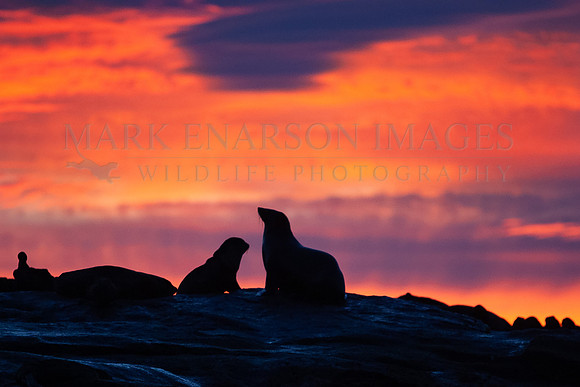 Sunrise above Seal Island, South Africa