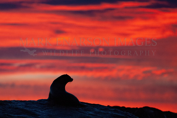 Sunrise above Seal Island, South Africa