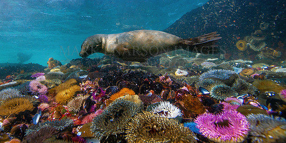 Young Cape fur seals learn to swim in the colourful shallows that surround Seal Island, in False Bay, South Africa