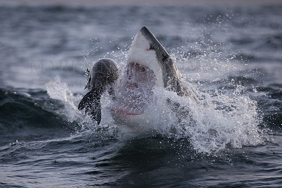 A white shark lunges at a Cape fur seal off Seal Island, South Africa