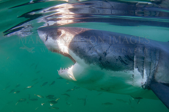 A white shark at the surface off Seal Island, South Africa