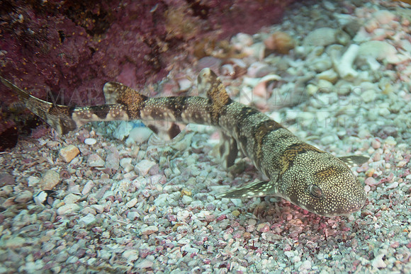 A puff adder shy shark in False Bay, South Africa