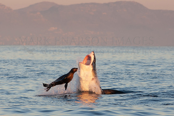 A white shark attacks a Cape fur seal at Seal Island, South Africa