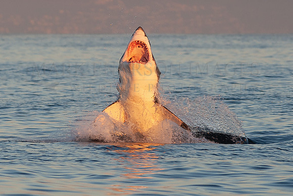 A white shark attacks a Cape fur seal at Seal Island, South Africa