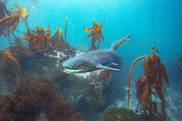 A broadnose sevengill shark in the kelp forest of False Bay, South Africa