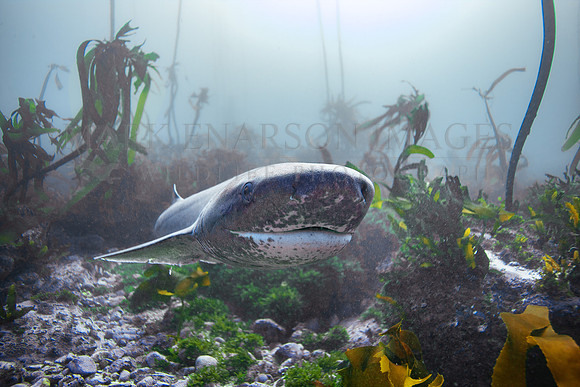 A broadnose sevengill shark in the kelp forest of False Bay, South Africa