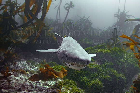 A broadnose sevengill shark in the kelp forest of False Bay, South Africa