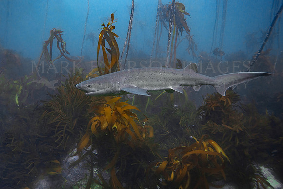 A broadnose sevengill shark in the kelp forest of False Bay, South Africa
