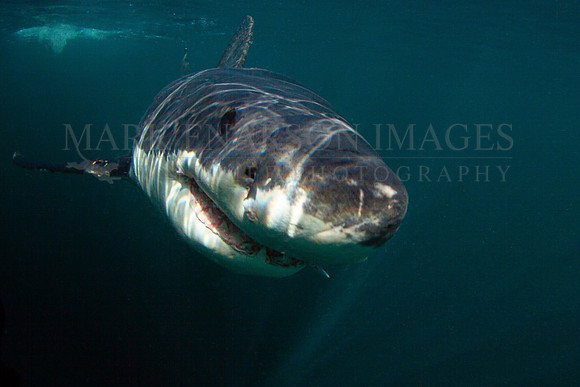 A white shark at Seal Island, South Africa
