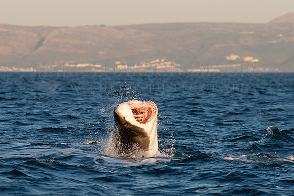 A white shark attacks a Cape fur seal at Seal Island, South Africa