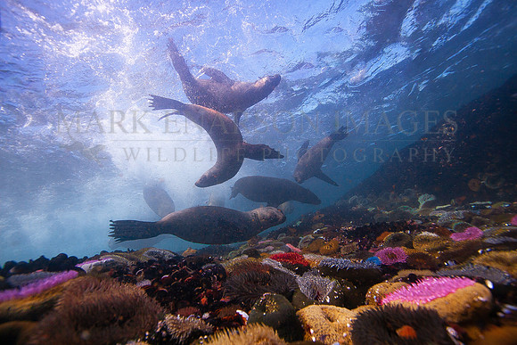 Young Cape fur seals learn to swim in the colourful shallows that surround Seal Island, in False Bay, South Africa