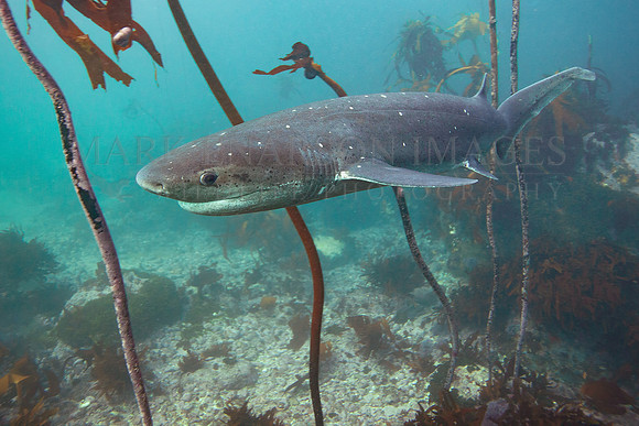 A broadnose sevengill shark in the kelp forest of False Bay, South Africa