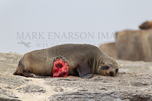 A Cape fur seal recovers on Seal Island after surviving an attack by a white shark