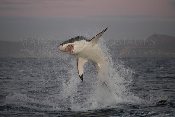 A white shark breaches through a group of Cape fur seals off Seal Island, South Africa
