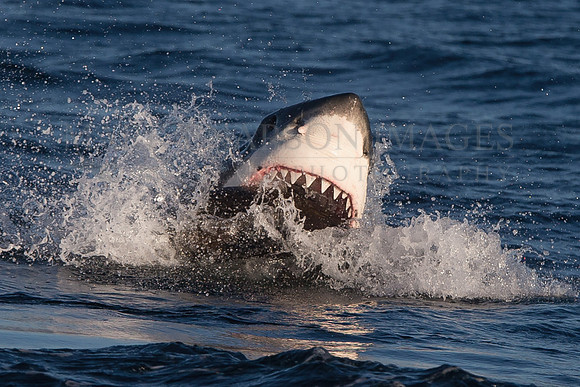 A white shark attacks a Cape fur seal at Seal Island, South Africa