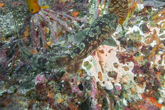 The puff adder shy shark is well camouflaged against the sea bottom in False Bay, South Africa