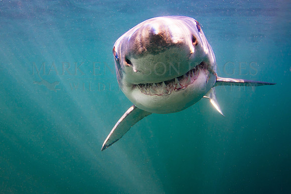 A white shark at Seal Island, South Africa