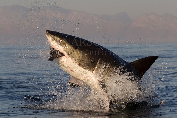 A white shark breaches on a decoy at Seal Island, South Africa