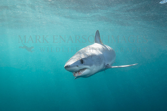 A mako shark in the pelagic water beyond Cape Point, South Africa