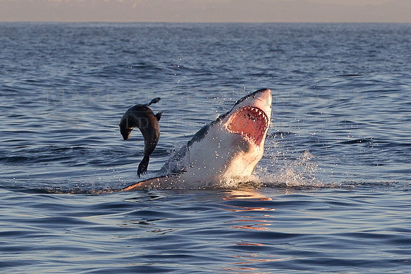 A white shark attacks a Cape fur seal at Seal Island, South Africa