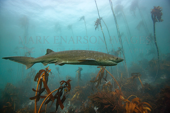 A broadnose sevengill shark hunts the kelp forests of False Bay, South Africa