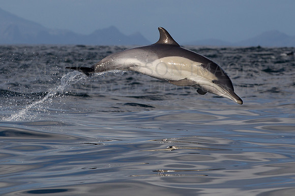 A common dolphin jumps from the calm morning waters of False Bay, South Africa